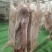 黑毛土猪肉300天慢养黑猪，可视频看货欢迎联系