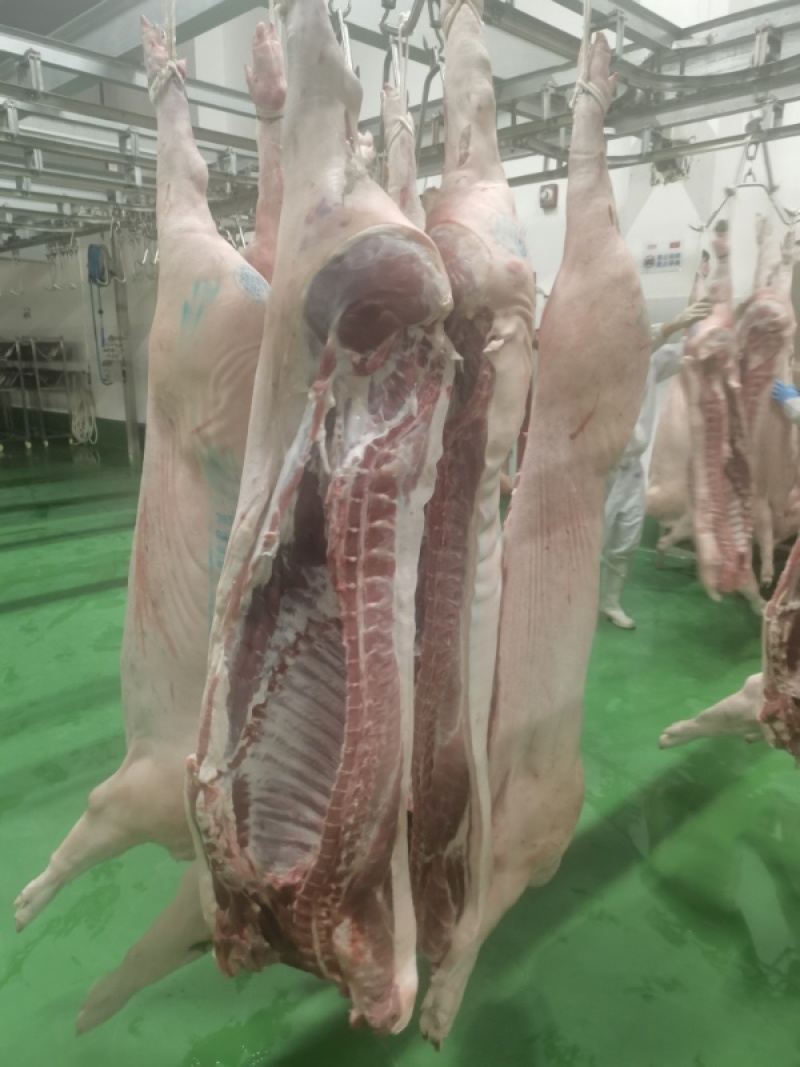 黑毛土猪肉300天慢养黑猪，可视频看货欢迎联系