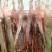 黑毛土猪肉300天慢养黑猪，可视频看货欢迎联系
