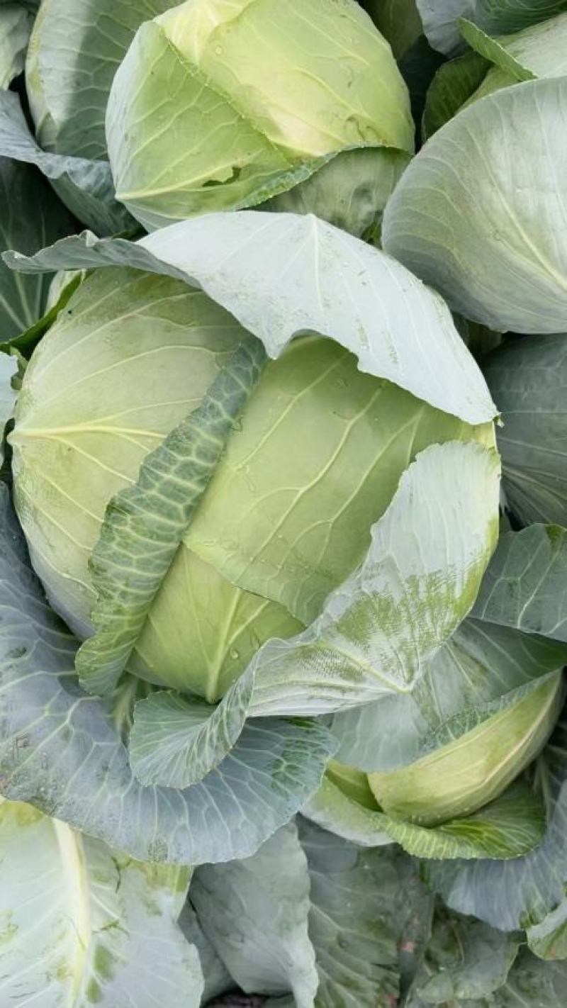 甘肃奥奇娜扁包菜大量上市