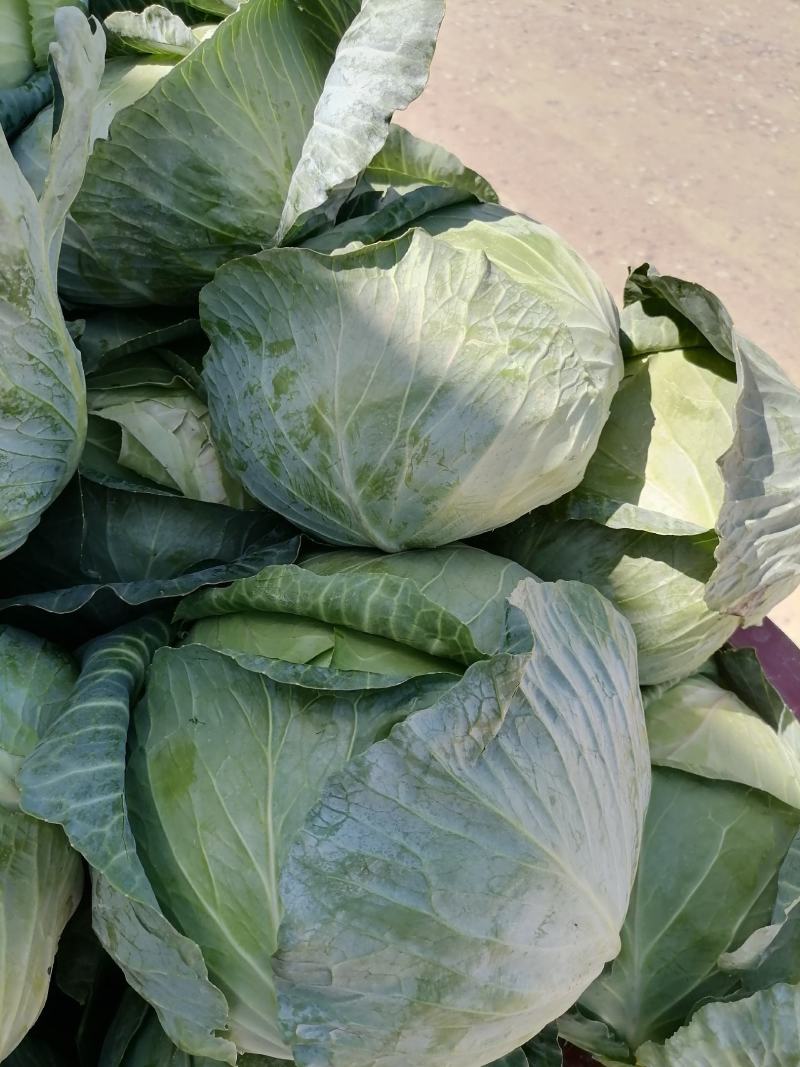 甘肃奥奇娜扁包菜大量上市
