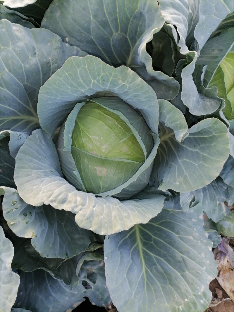 甘肃奥奇娜扁包菜大量上市