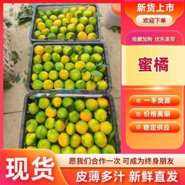 精品高山早熟蜜橘，实力代收品质保证可供商超电商市场