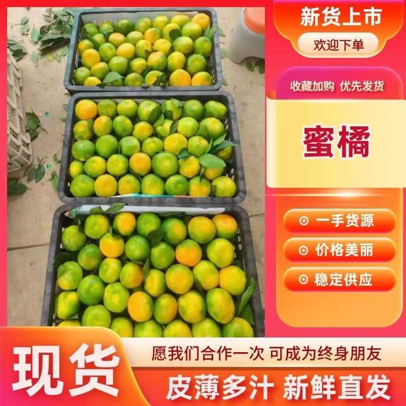 精品高山早熟蜜橘，实力代收品质保证可供商超电商市场