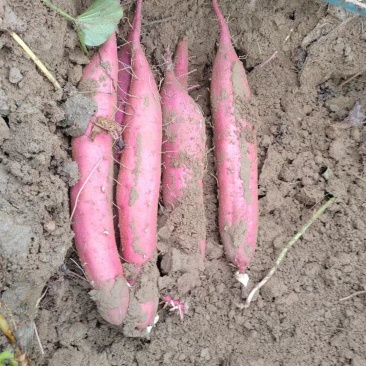 西安板栗红薯无虫眼无伤疤无畸形无斑点品质保证来电