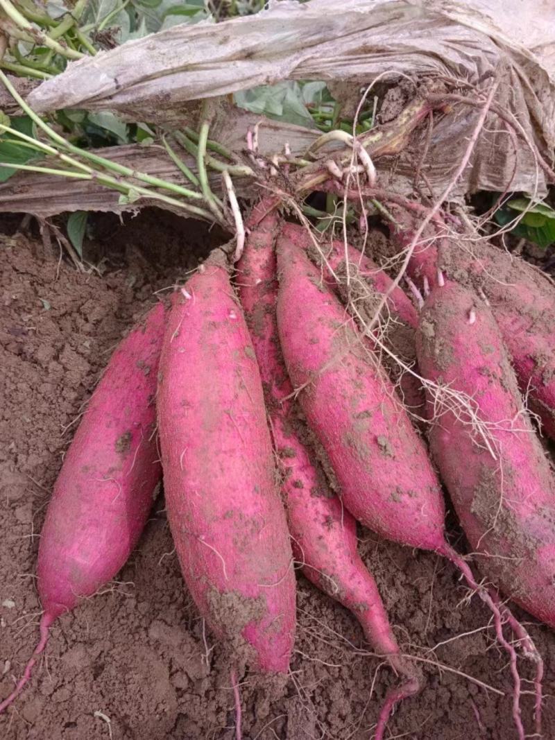西安板栗红薯无虫眼无伤疤无畸形无斑点品质保证来电