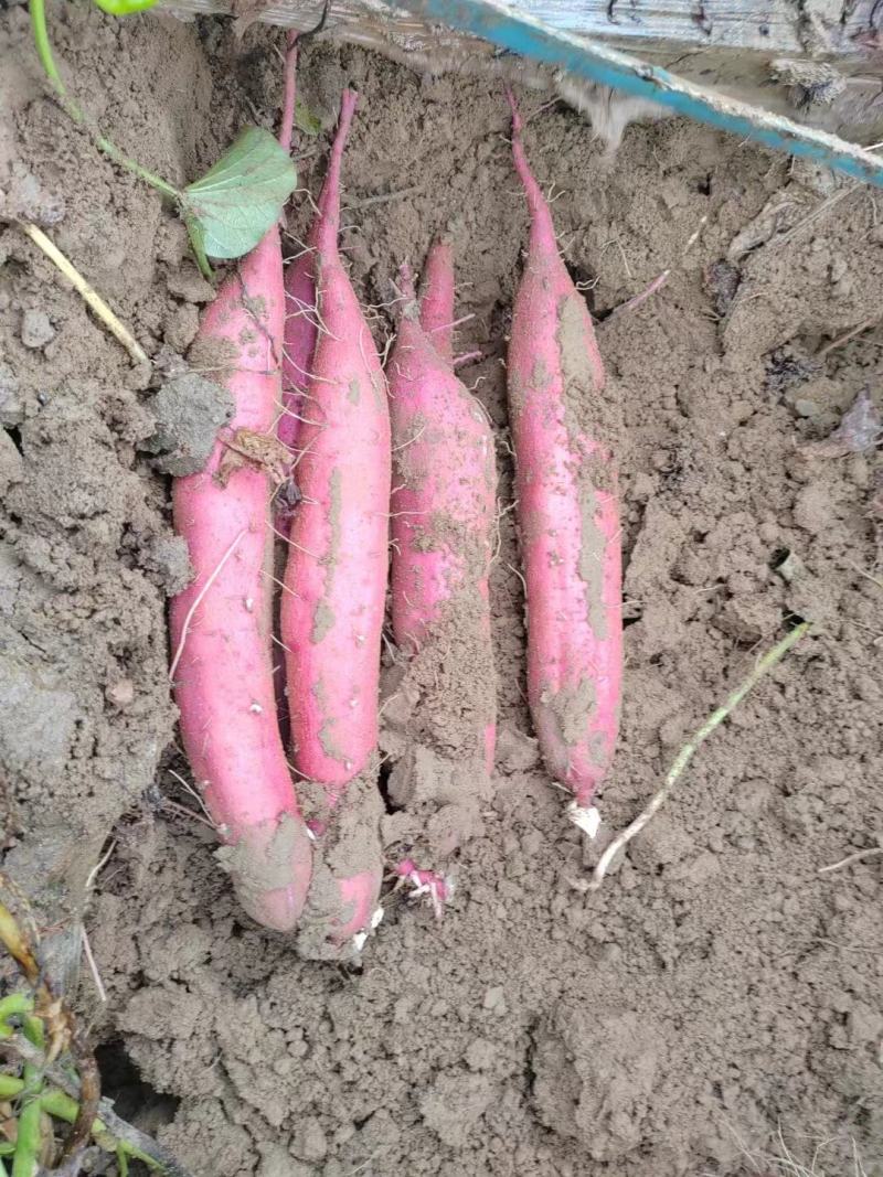 西安板栗红薯无虫眼无伤疤无畸形无斑点品质保证来电