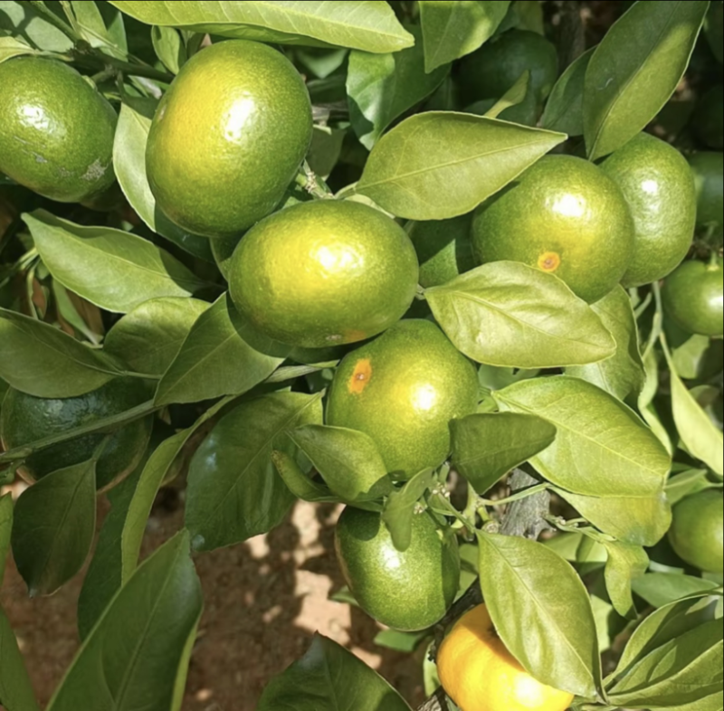 精品回锋蜜橘密柑产地直供大量供应代收代发
