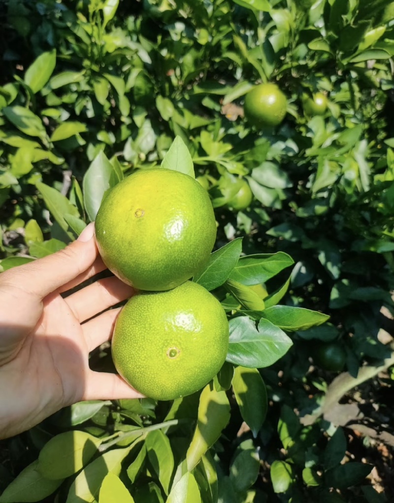 精品回锋蜜橘密柑产地直供大量供应代收代发