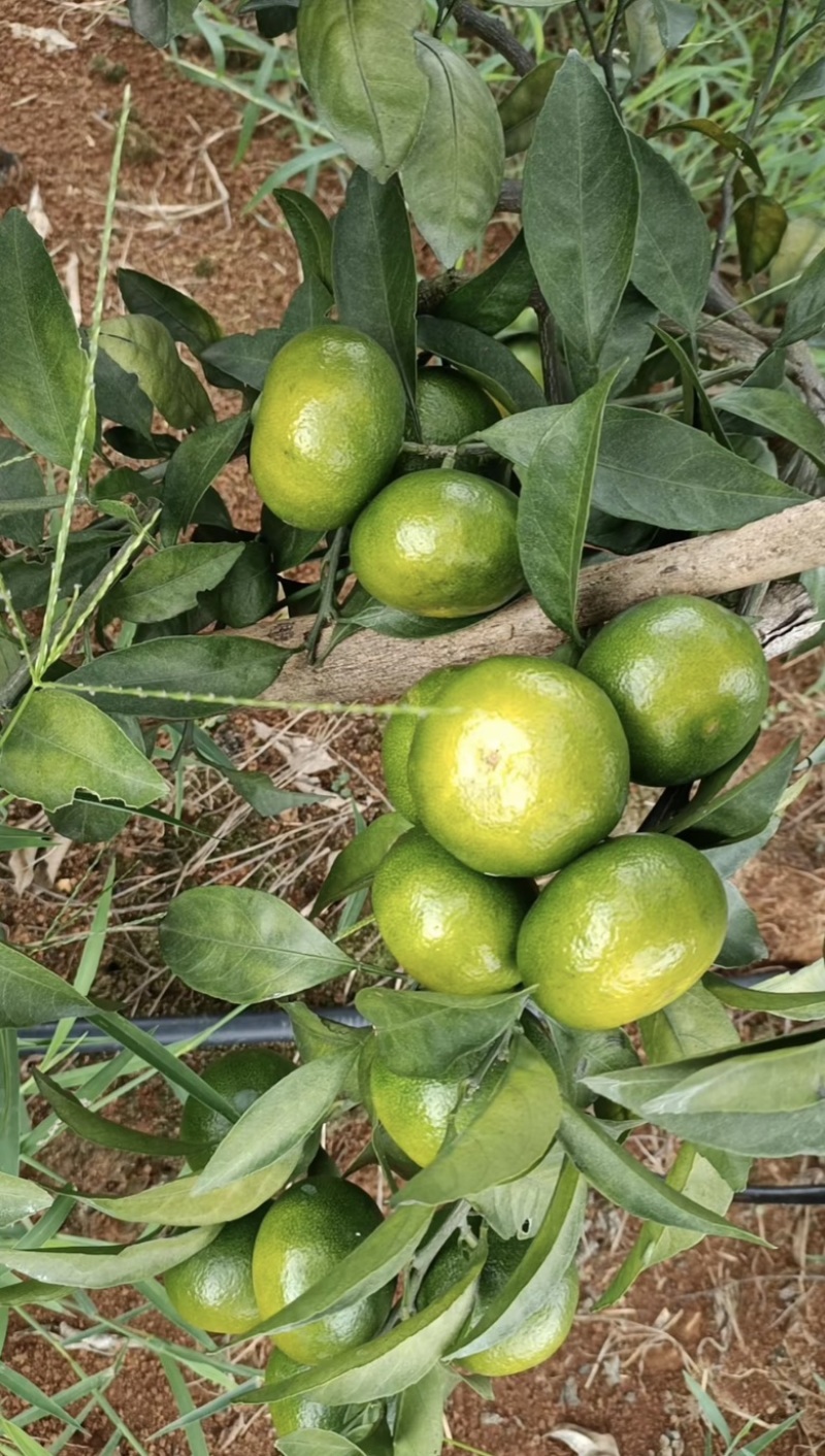 精品回锋蜜橘密柑产地直供大量供应代收代发