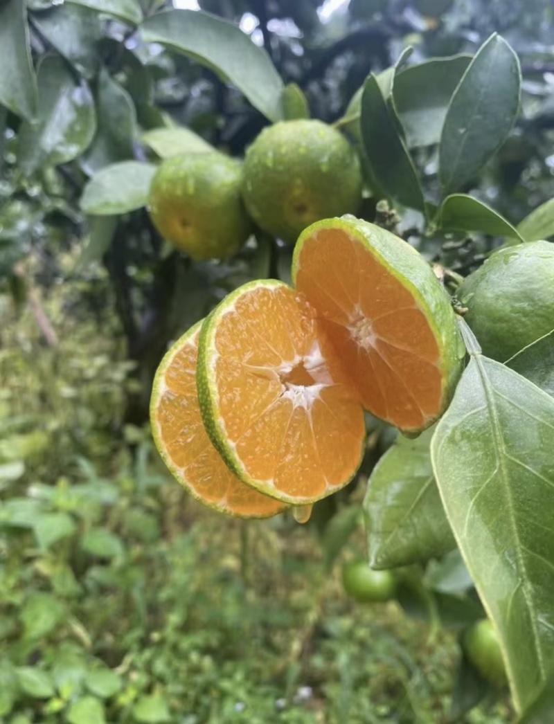 精品回锋蜜橘密柑产地直供大量供应代收代发