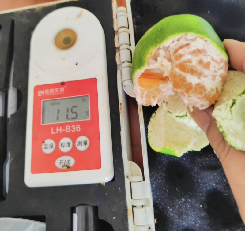 精品回锋蜜橘密柑产地直供大量供应代收代发