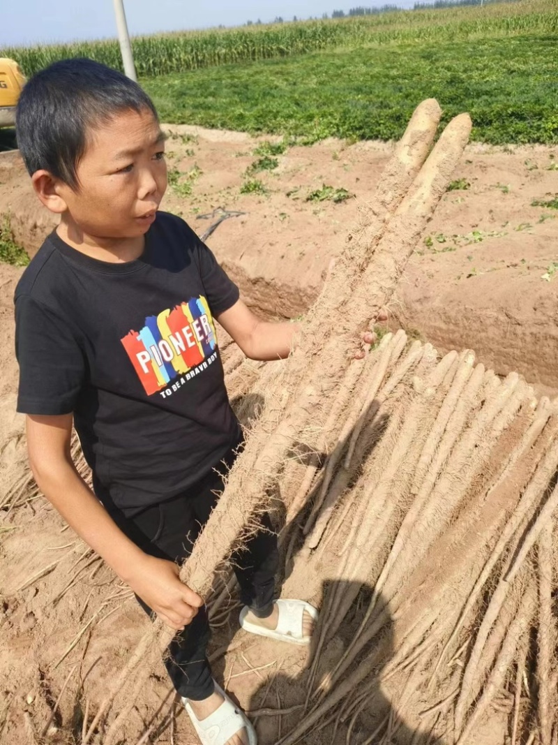 河北邯郸临漳县铁棍山药大量上市了一手货源产地直发