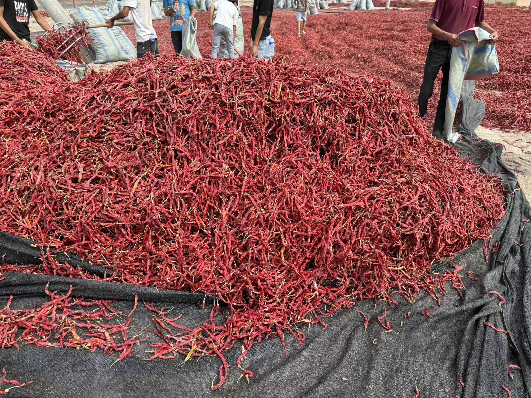 二荆条鲜椒与干椒对比图