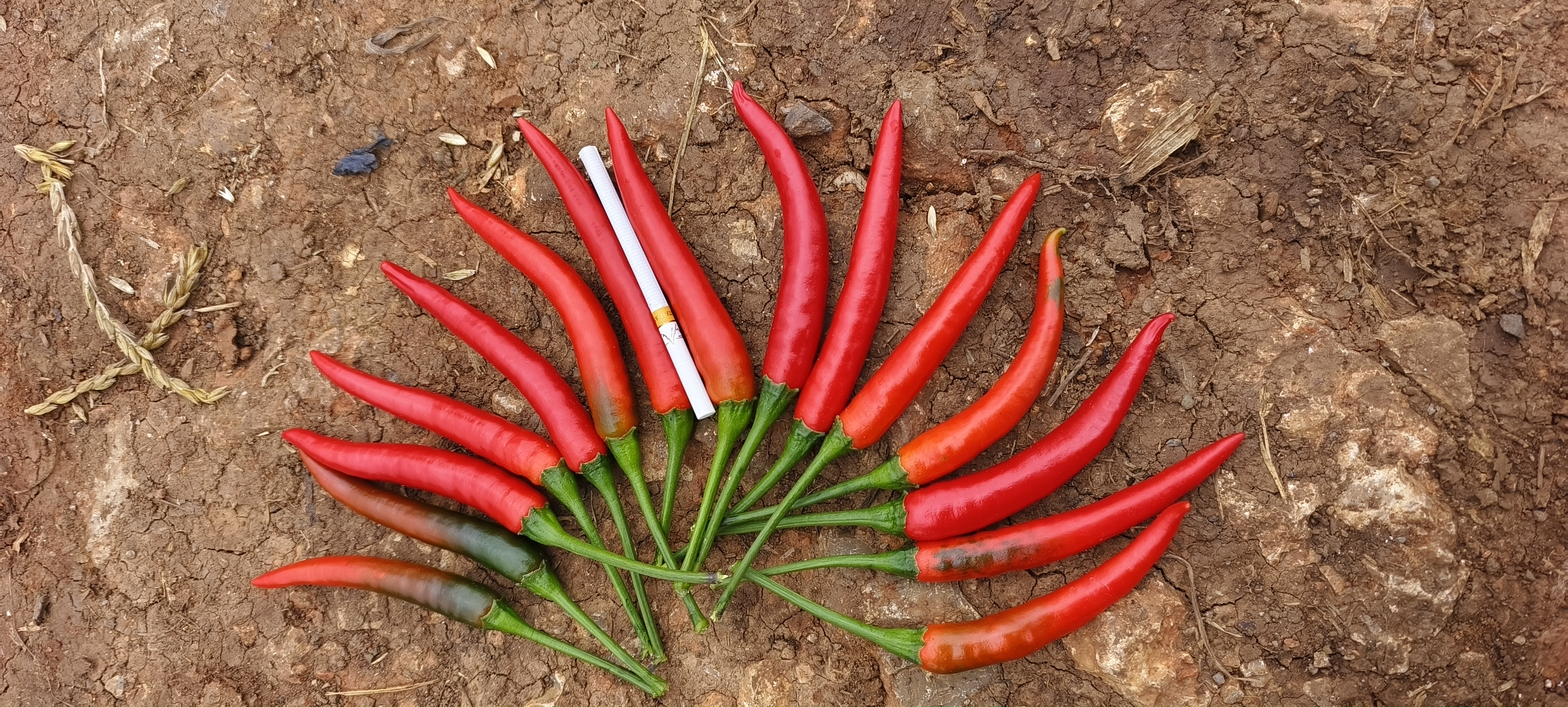 线椒与青美人椒并列摆放,突出外形差异,便于读者直观理解 线椒与青美人椒对比图