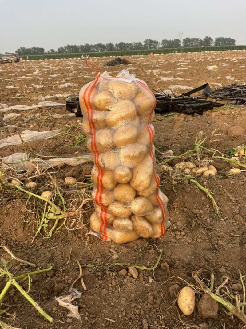 沙地沃土个头好，颜色好，形状好保证质量售后