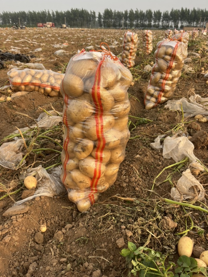 沙地沃土个头好，颜色好，形状好保证质量售后