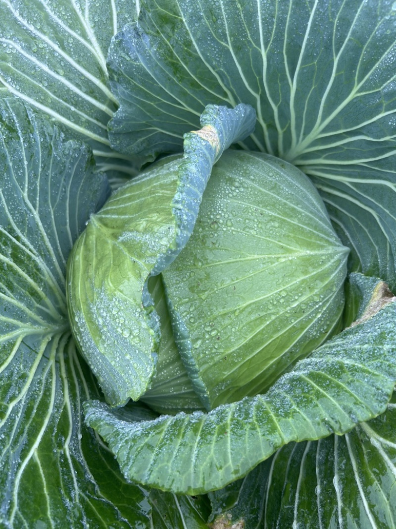 西园包菜