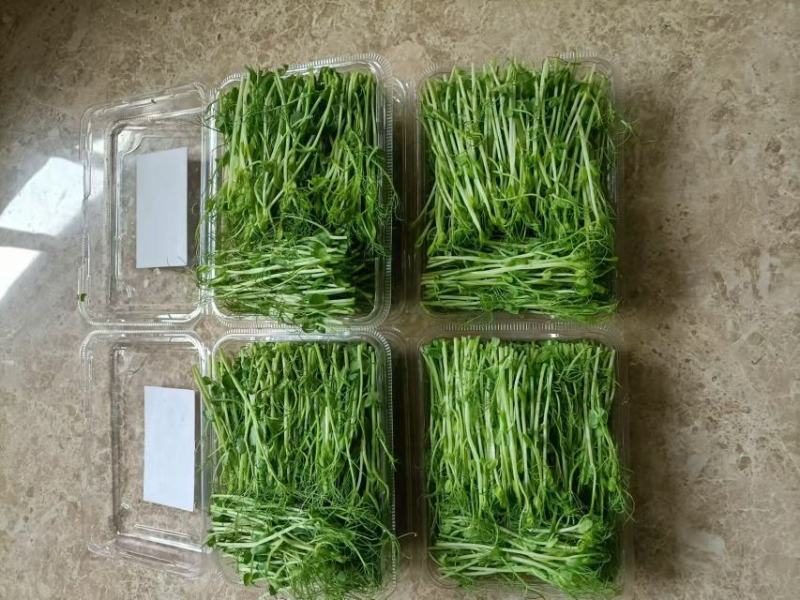 【精品】碗豆苗保质保量量大价优可视频看货欢迎选购