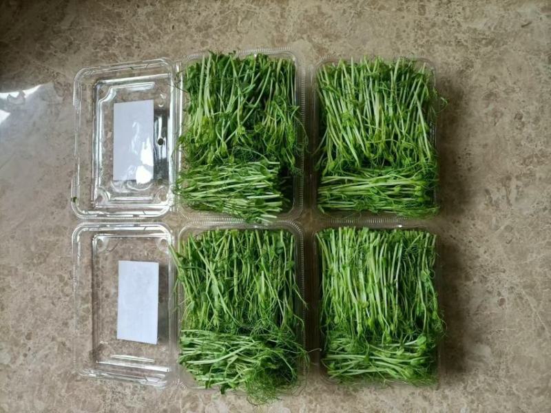 【精品】碗豆苗保质保量量大价优可视频看货欢迎选购