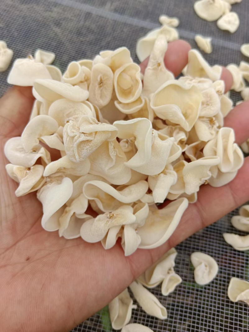 白玉木耳产地直发玉木耳，电商用，山东发货，摆地摊电商赶集