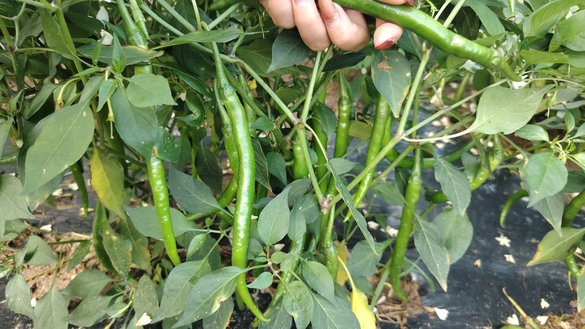 二荆条辣椒采收与分级加工现场