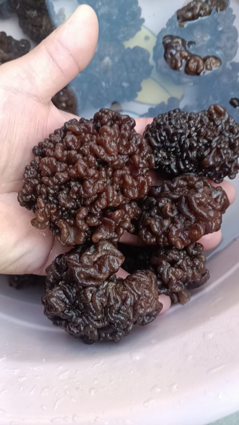 核桃菌(猴脑菌)核桃菌产地供应，猴脑菇品质保证常年有货