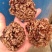 核桃菌(猴脑菌)核桃菌产地供应，猴脑菇品质保证常年有货