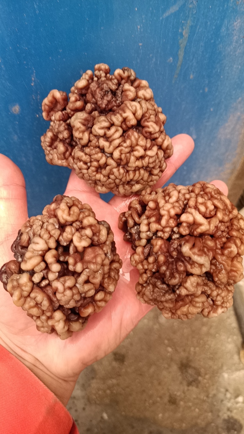 核桃菌(猴脑菌)核桃菌产地供应，猴脑菇品质保证常年有货