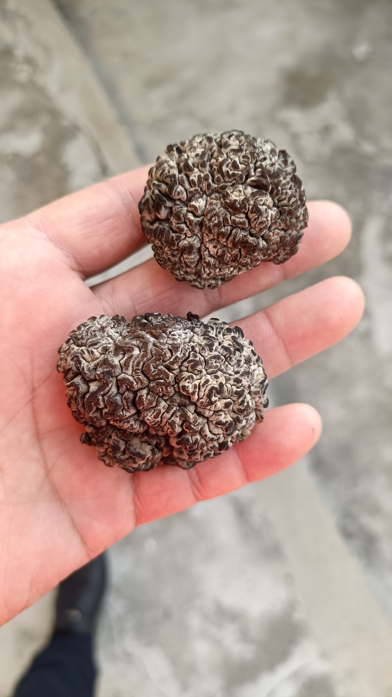核桃菌(猴脑菌)核桃菌产地供应，猴脑菇品质保证常年有货