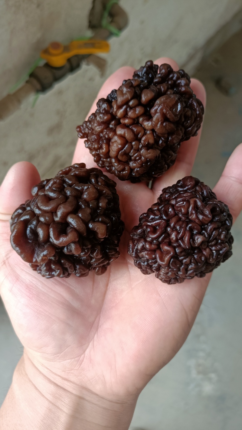 核桃菌(猴脑菌)核桃菌产地供应，猴脑菇品质保证常年有货
