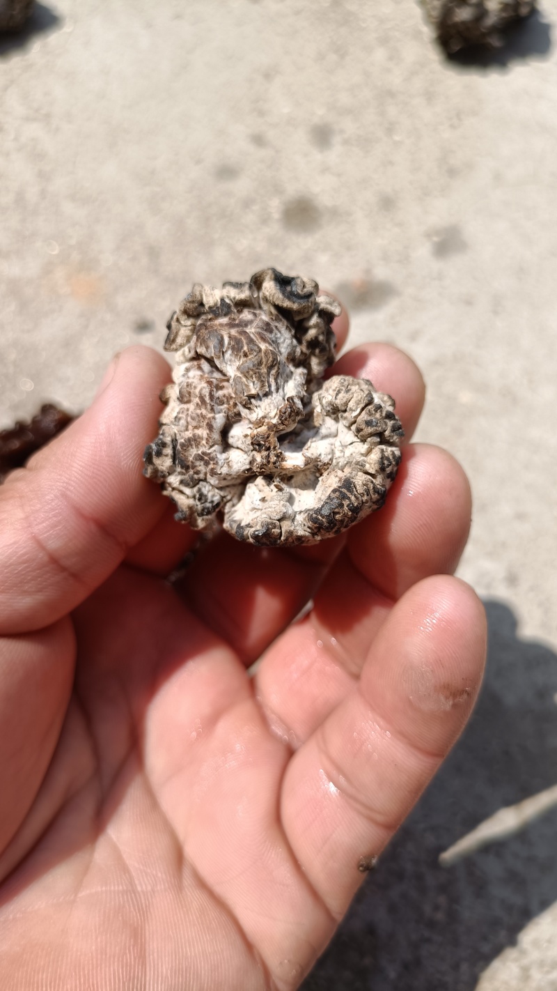 核桃菌(猴脑菌)核桃菌产地供应，猴脑菇品质保证常年有货
