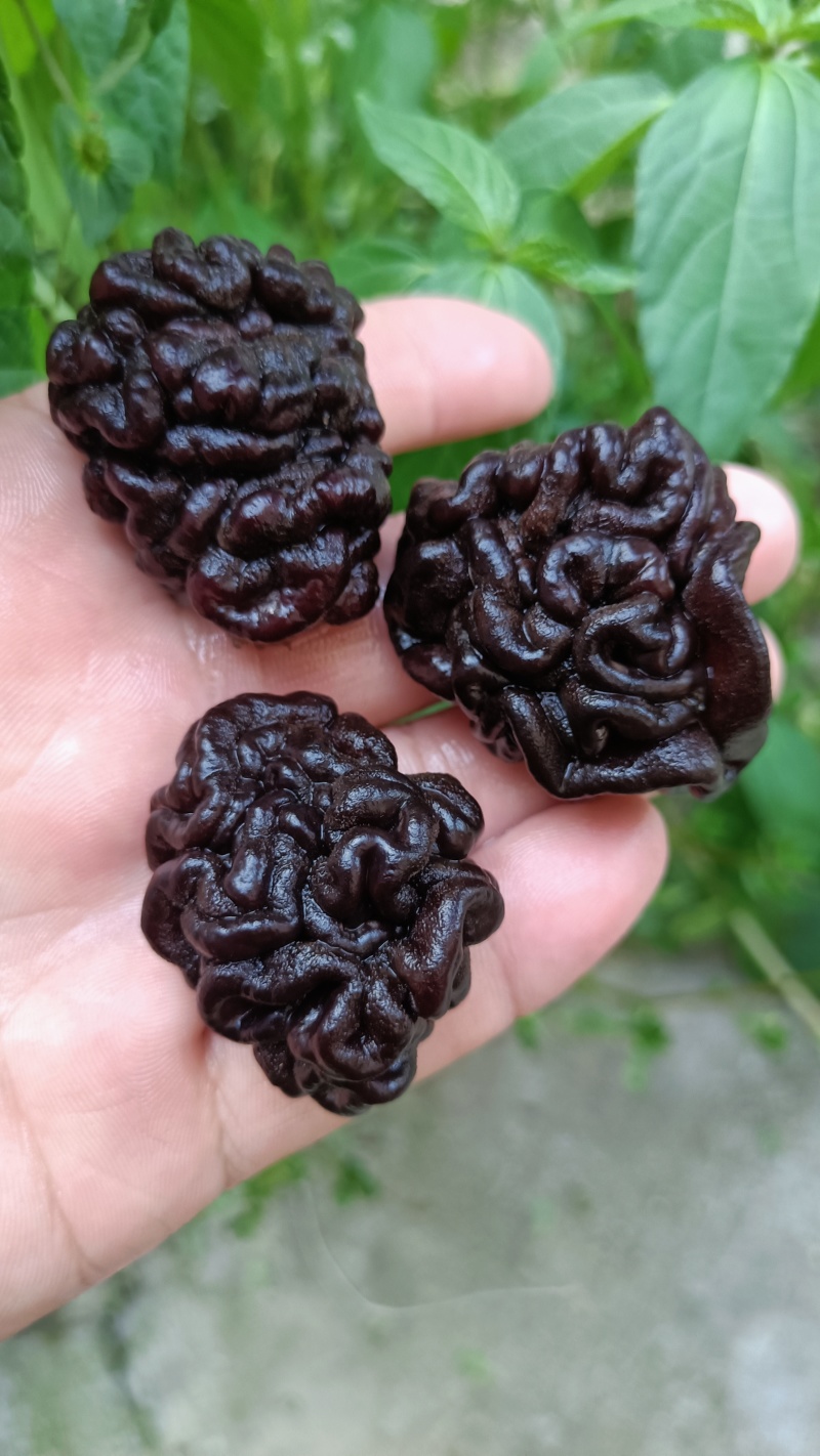 核桃菌(猴脑菌)核桃菌产地供应，猴脑菇品质保证常年有货