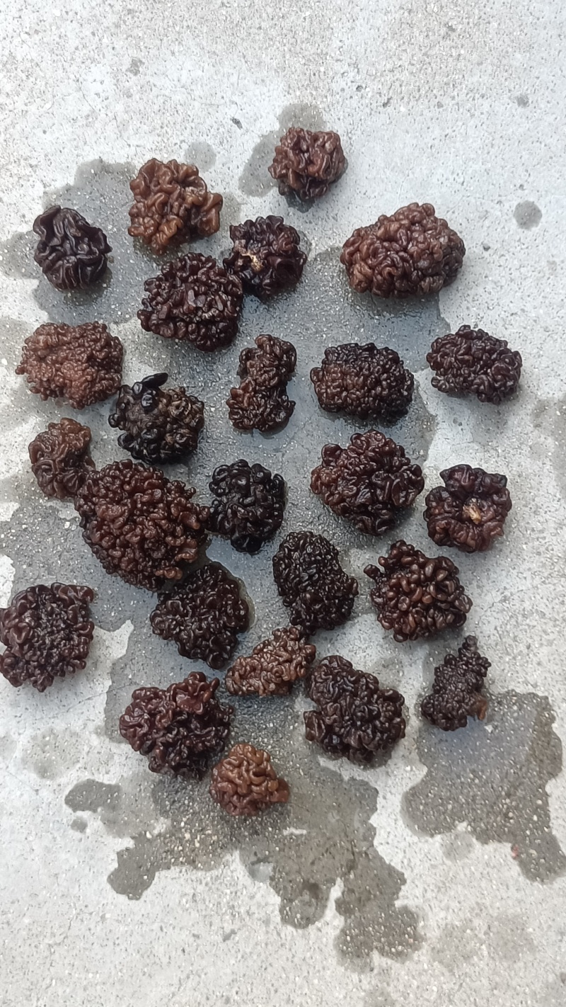 核桃菌(猴脑菌)核桃菌产地供应，猴脑菇品质保证常年有货
