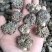 核桃菌(猴脑菌)核桃菌产地供应，猴脑菇品质保证常年有货