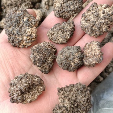 核桃菌(猴脑菌)核桃菌产地供应，猴脑菇品质保证常年有货