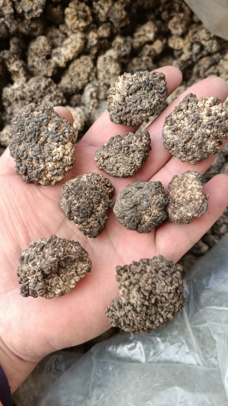 核桃菌(猴脑菌)核桃菌产地供应，猴脑菇品质保证常年有货