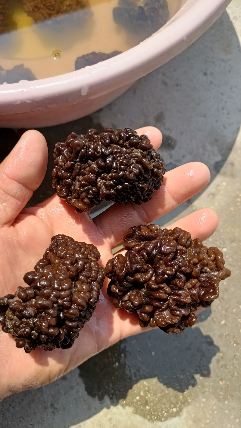 核桃菌(猴脑菌)核桃菌产地供应，猴脑菇品质保证常年有货