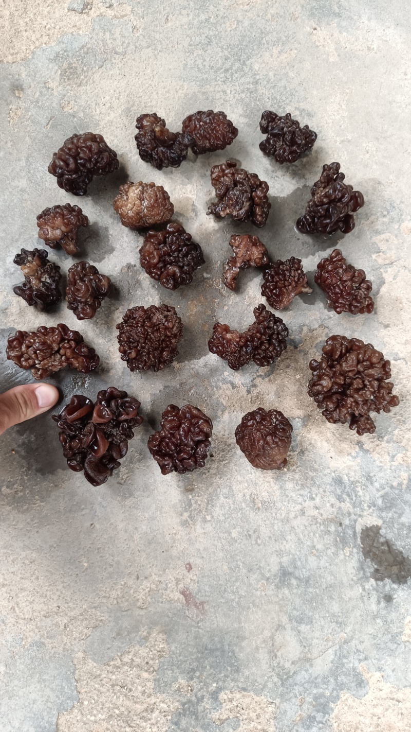 核桃菌(猴脑菌)核桃菌产地供应，猴脑菇品质保证常年有货