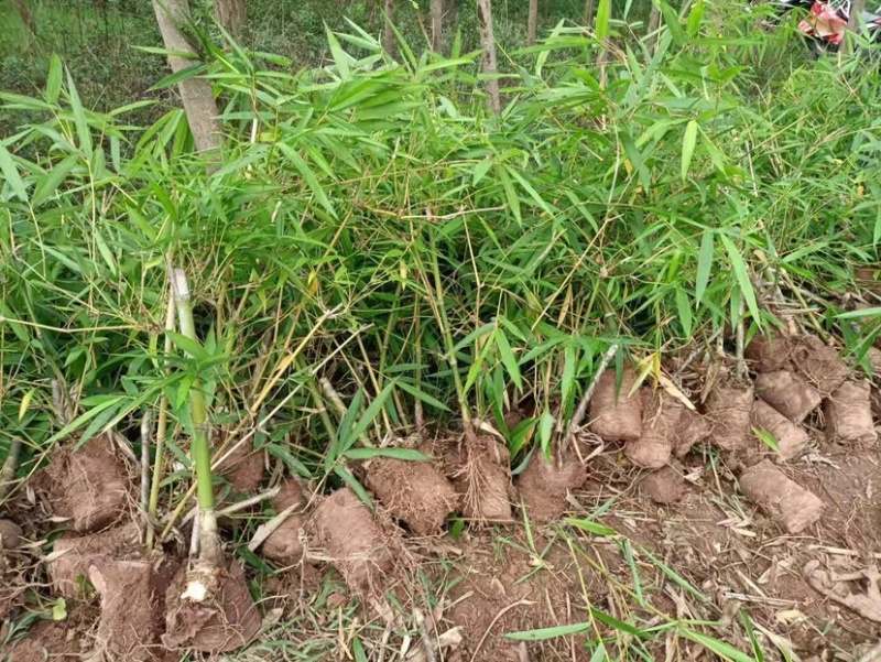 甜龙竹苗，曼歇1号，勃氏甜龙竹，曼歇甜龙竹