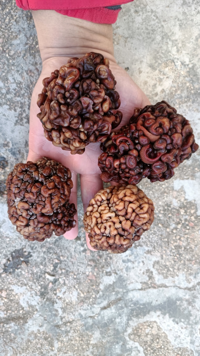 核桃菌(猴脑菌)核桃菌产地供应，猴脑菇品质保证常年有货
