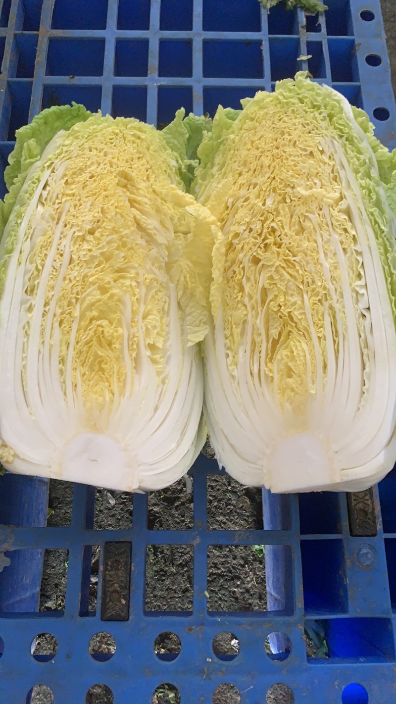 大白菜