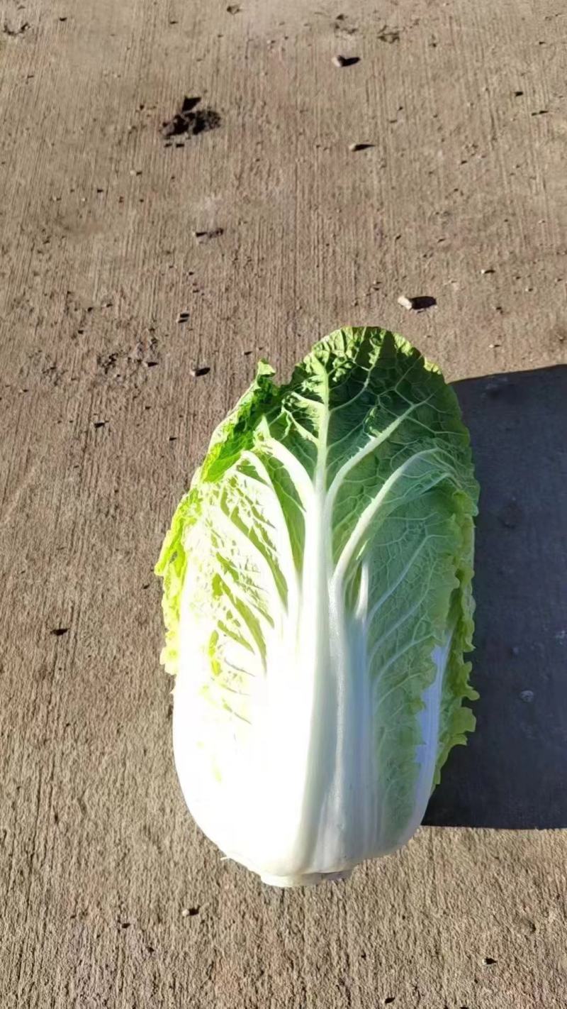 大白菜