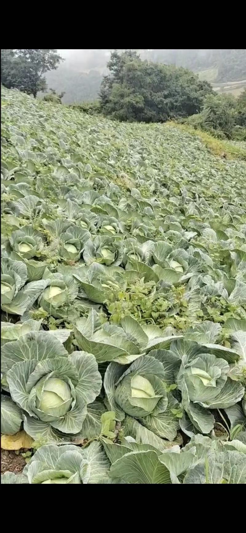 大白菜