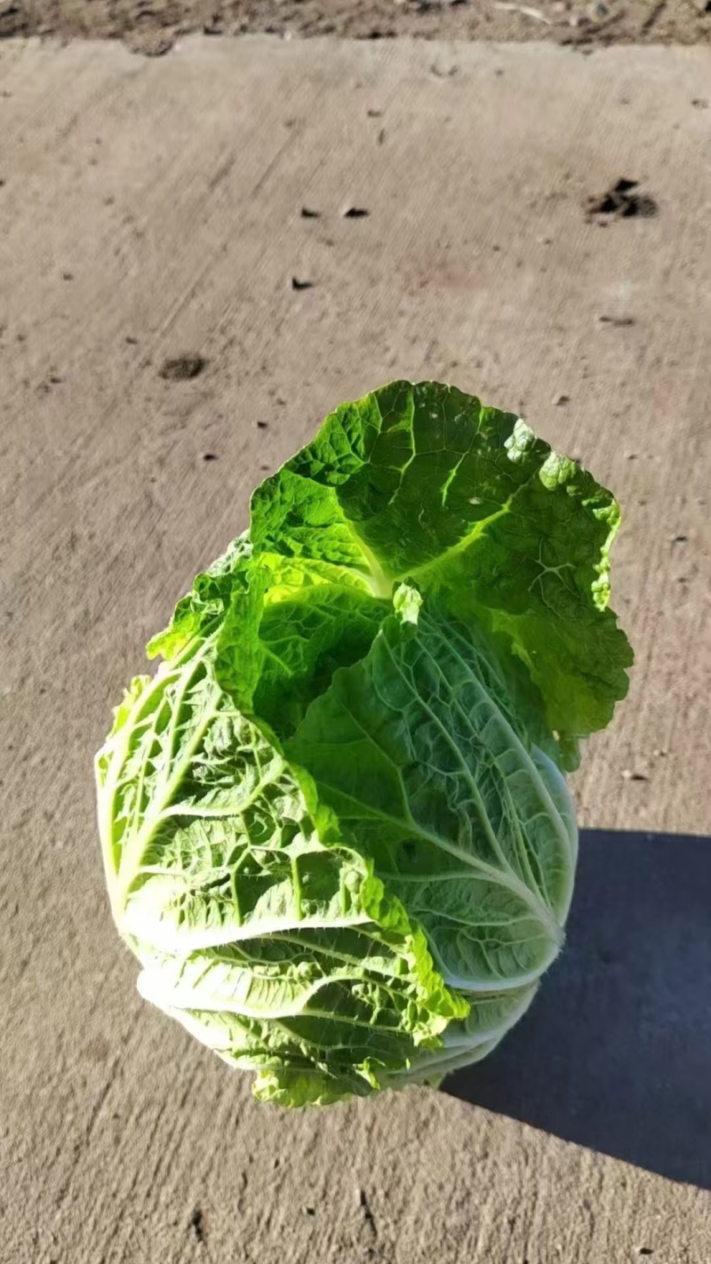 大白菜