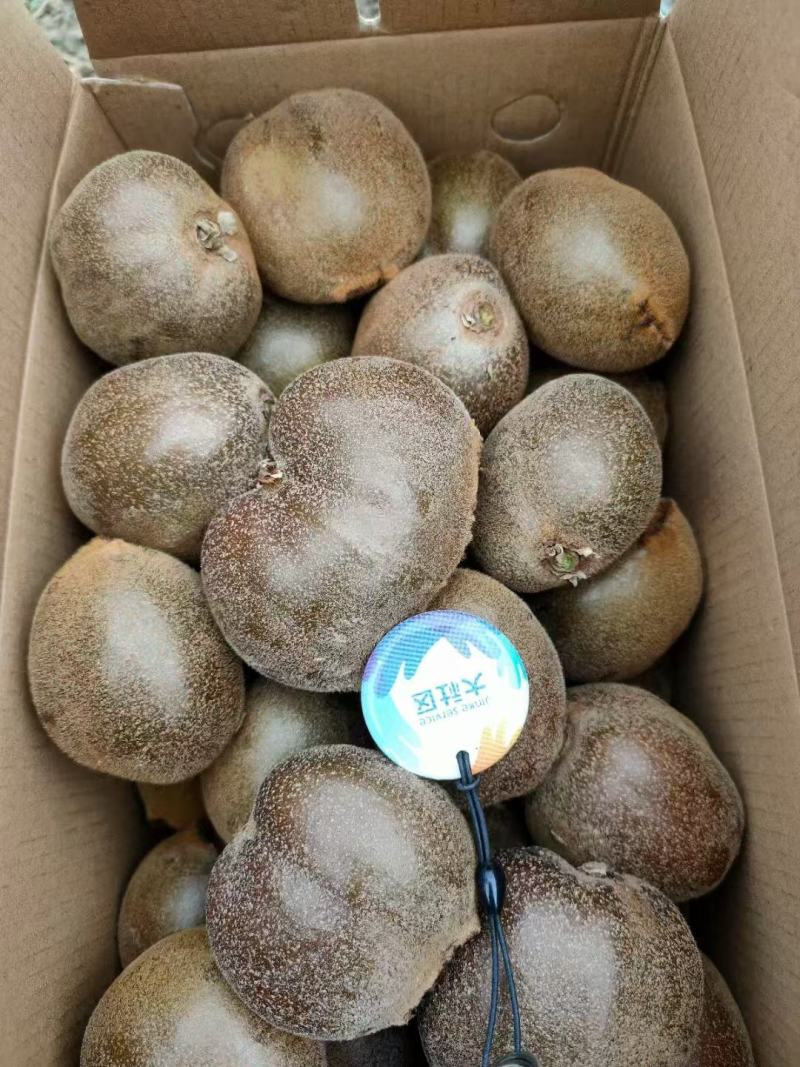 高山翠玉绿心猕猴桃