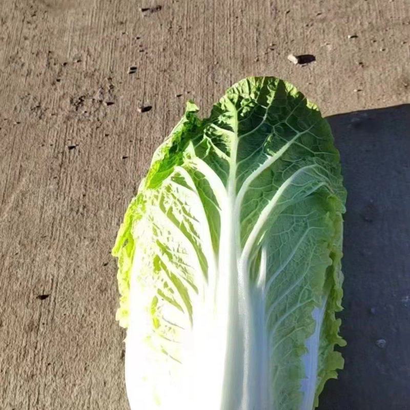 大白菜