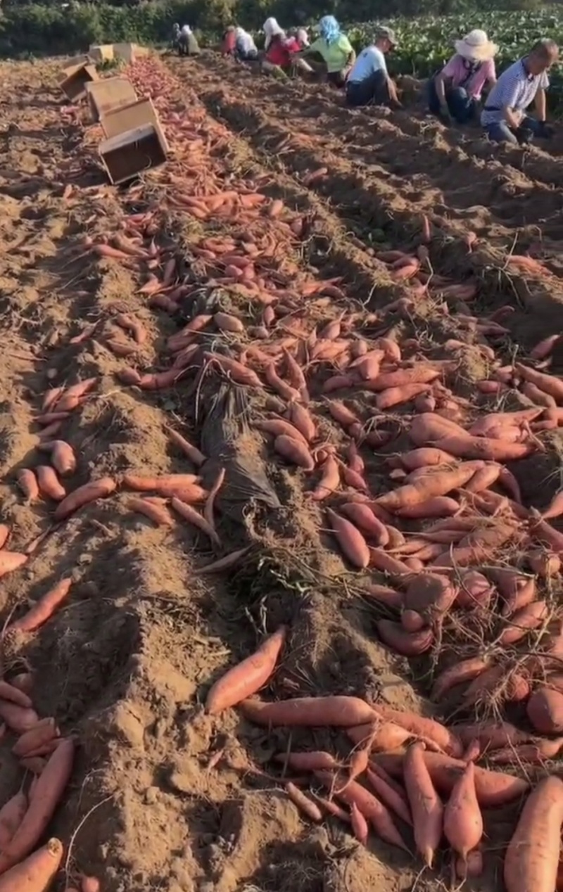 正宗烟薯，糖心流油，原产地发货