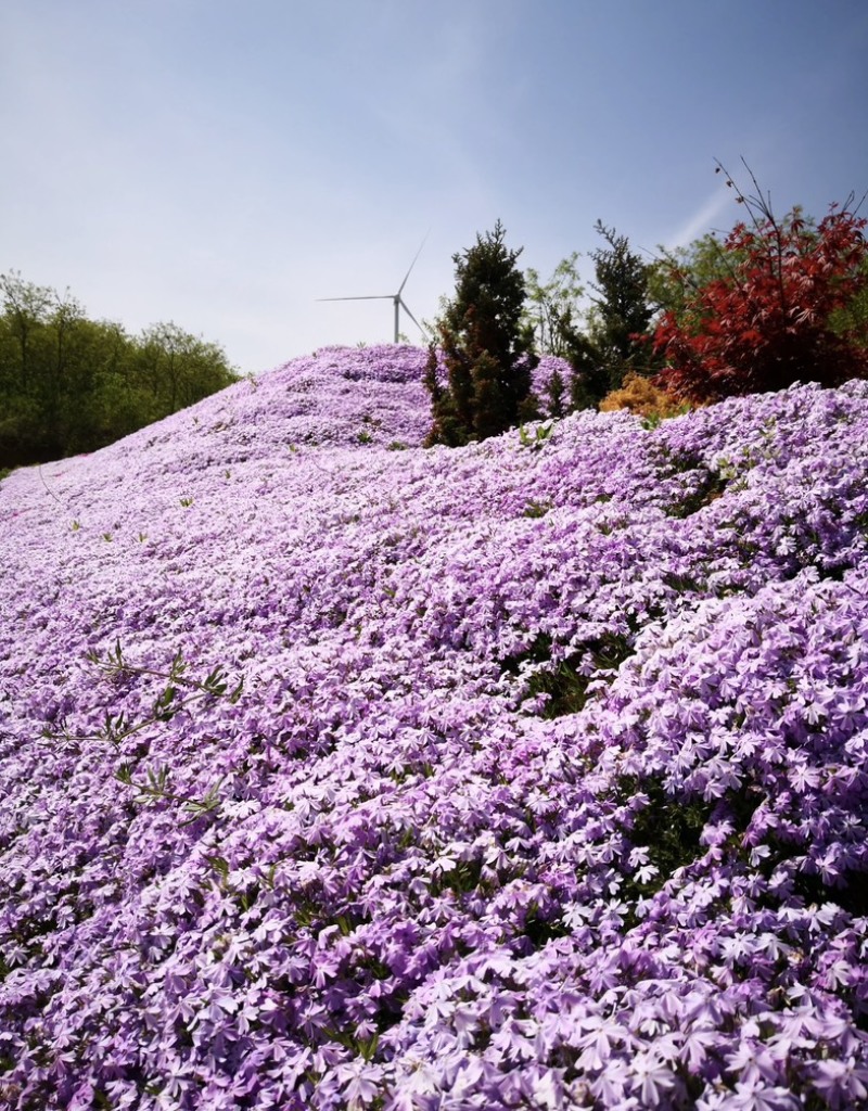 福禄考种子景观花海四季开花色彩艳丽花色丰富