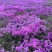福禄考种子景观花海四季开花色彩艳丽花色丰富
